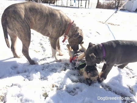 A blue nose Pit Bull Terrier and a blue nose American Bully Pit puppy are sniffing a tan with black Pug that is laying outside belly up in snow.