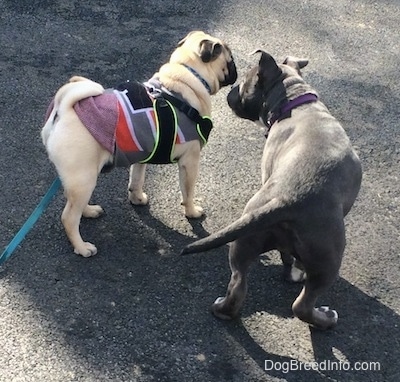 A tan with black Pug is standing on a black top surface and looking to the right. Sniffing the Pug is a blue nose American Bully Pit puppy.