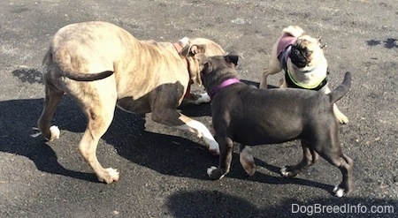 A blue nose Pit Bull Terrier is play bowing next to a tan with black Pug and a blue nose American Bully Pit puppy are circling the Pit Bull Terrier.