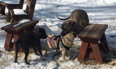 A blue nose Pit Bull Terrier and a blue nose American Bully Pit puppy are sniffing a tan with black Pug in between benches in snow.