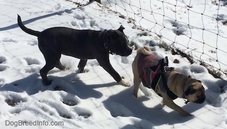 A blue nose American Bully Pit puppy is following behind a tan with black Pug in snow. There is a wire fence to the right of them.