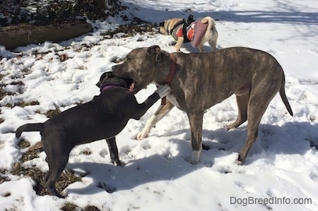 A blue nose American Bully Pit puppy is pawing at a blue nose Pit Bull Terrier. The Pit Bull Terrier is biting the puppy. They are outside in snow. There is a tan with black Pug behind them.