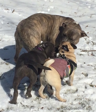 The backside of a blue nose Pit Bull Terrier standing in snow and he is turning around to play with a blue nose American Bully Pit puppy who is biting at the side of a tan with black Pug.