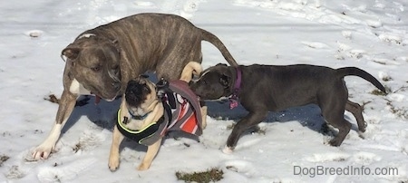 A blue nose Pit Bull Terrier is running across snow with a blue nose American Bully Pit puppy and a tan with black Pug.