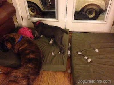 The backside of a brown with black and white Boxer that is laying on a green orthopedic dog bed. Next to him is a blue nose American Bully Pit puppy who is pulling the stuffing out of her new toy.