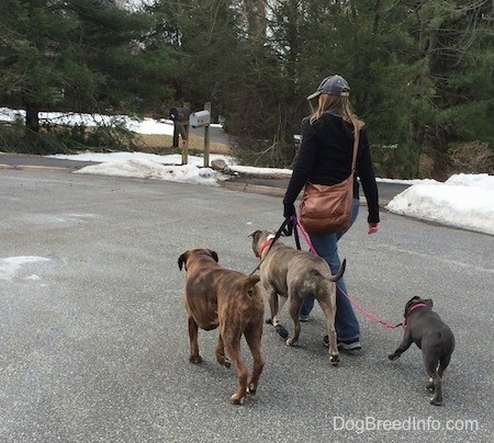 The back of a lady walking two dogs and a puppy down a street.