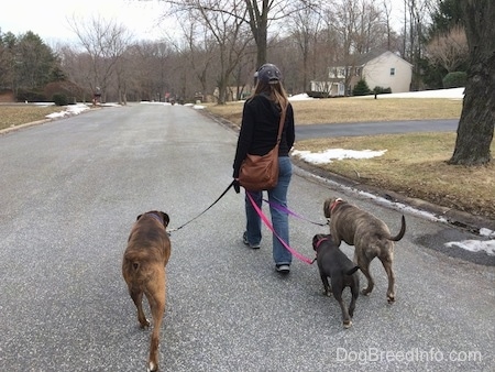 The back of a lady that is walking two dogs and a puppy in a street.