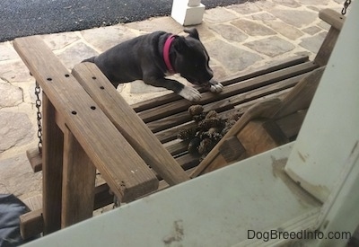 A blue nose American Bully Pit puppy has a pinecone in her mouth and she is pushing off of a wooden porch swing bench.