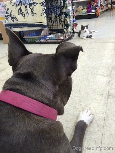 The back of a blue nose American Bully Pit that is laying on a tiled floor in a pet store. The dog is looking at a cat that is laying across from her.