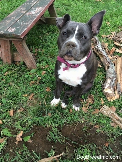 A blue nose American Bully Pit is sitting in front of a freshly dug hole in the lawn. She has dirt all over her nose. One of her ears is standing up and the other is flopped over. There is a pile of wood next to her.