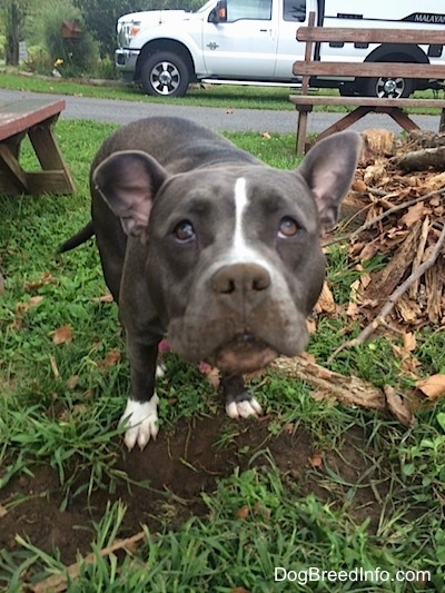 A blue nose American Bully Pit is standing in front of a hole that she dug outside in the grass next to a pile of wood. There is dirt all over her face.