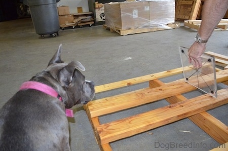 A blue nose American Bully Pit is looking over at a person putting a glass piece on a wooden frame.