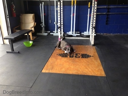 A blue nose American Bully Pit is laying down on a piece of wood that is surrounded by a black mat at a cross fit gym.