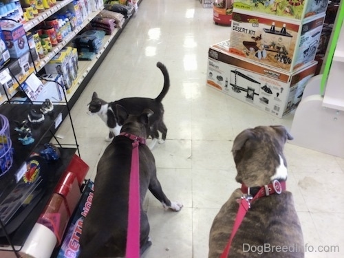 A blue nose Pit Bull Terrier and a blue nose American Bully Pit are sitting on a white tiled floor at a pet store. A cat is crossing in front of them.