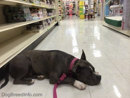 A blue nose American Bully Pit is laying down on a shiny white tiled pet store floor.