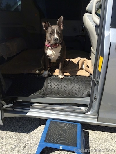 A blue nose American Bully Pit is sitting in the middle of a van that has its middle seats removed. The sliding door is open and there is a fold up blue and lack step in front o the door. The dog looks happy.