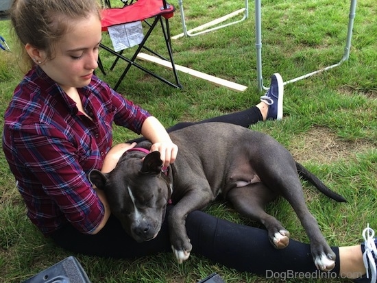 A girl is sitting in grass and there is a blue nose American Bully Pit laying in on her leg with folding lawn chairs next to them.