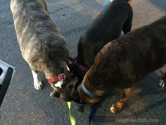 Three dogs are eating food out of a metal bowl in a parking lot.