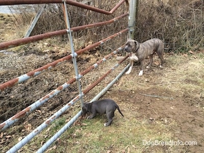 A blue nose American Bully Pit puppy is sniffing a metal farm gate. Next to her is a blue nose Pit Bull Terrier.