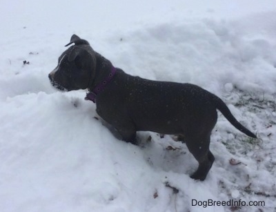 The upper half of a blue nose American Bully Pit puppy standing in snow while it is actively snowing. She is alert and looking to the left.
