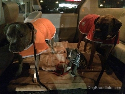 A blue nose Pit Bull Terrier is wearing an orange vest, next to him is a blue nose American Bully Pit sitting on a dog bed in a camo vest and next to her is a brown with black and white Boxer that is wearing a red vest. They are standing in a mini van that has the middle seats removed.