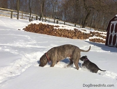 A blue nose Pit Bull Terrier is sniffing an area in front of him. There is a blue nose American Bully Pit puppy jumping up at him.