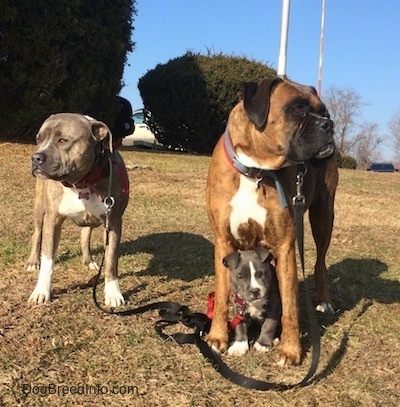 A blue nose Pit Bull Terrier is standing in grass and looking to the left. Across from him is a brown brindle Boxer that is looking to the right. In between the legs of the Boxer is a small blue nose American Bully Pit puppy looking forward.