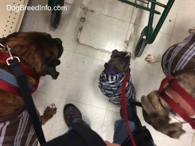 A top down view of two dogs and a puppy sitting in between a cart and the cart pusher in the isle of a pet store.