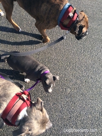 Two dogs and a puppy are walking across a blacktop surface.