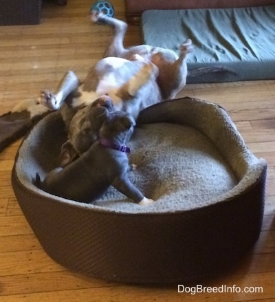 A blue nose Pit Bull Terrier is laying on his back with his paws in the air. He is laying on the side of a dog bed. The blue nose American Bully Pit puppy is sitting on the dog bed.