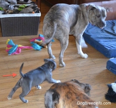 The back of a black with white American Bully Pit is running to a blue nose Pit Bull Terrier that is looking back. The back of the head of a brown with black Boxer is at the bottom of the image.