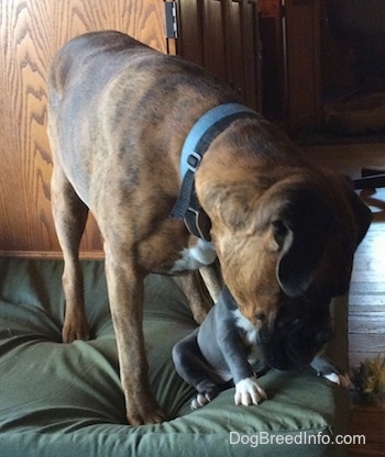 A brown with black and white Boxer is standing on a green pillow and over top of the blue nose American Bully Pit puppy.