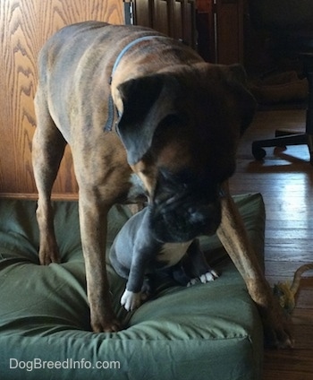 A brown with black and white Boxer is standing on a green pillow. Under the Boxer and sitting on the green pillow is a blue nose American Bully Pit puppy.