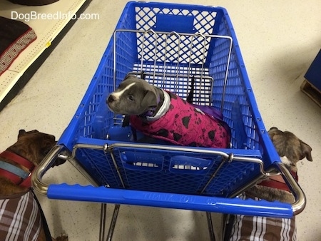 A blue nose American Bully Pit is sitting in the front seat of a blue cart. A brown brindle Boxer and a blue nose Pit Bull Terrier are standing on each side of it.