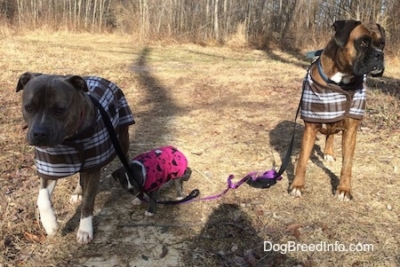 Two dogs and a puppy are standing in grass and dirt. The puppy is trying to bite the leash of a blue nose Pit Bull Terrier