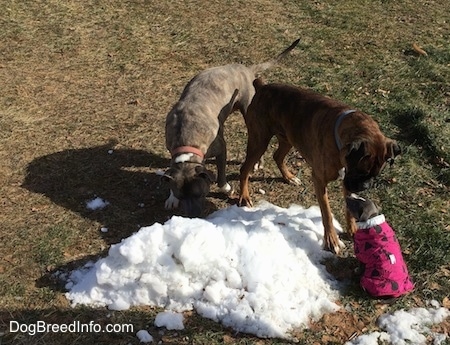 A blue nose Pit Bull Terrier is licking a small pile of snow. Next to him a brown brindle Boxer is standing face to face with a sitting small blue nose American Bully Pit puppy.