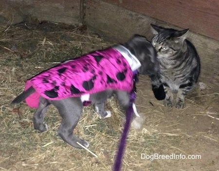 A blue nose American Bully Pit puppy is wearing a hot pink and black jacket walking across a barn to sniff a gray tiger cat.