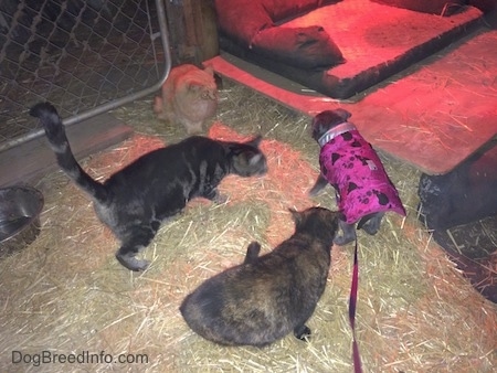 A blue nose American Bully Pit puppy is sitting under a heat lamp and three cats are beginning to surround her. The cats are larger than the small puppy.