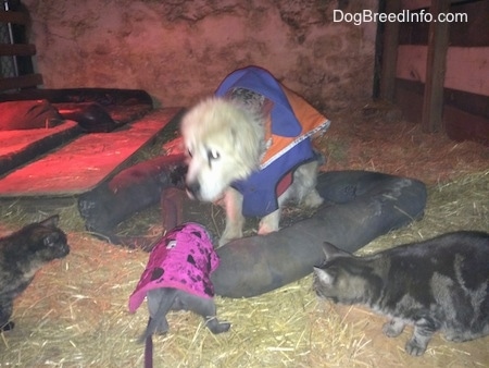 A blue nose American Bully Pit puppy is standing on hay in a barn and cats are beginning to surround her in front of a Great Pyrenees dog in a winter jacket.