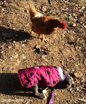 A blue nose American Bully Pit puppy is nosing at poop on the dirt ground and there is a chicken behind her.