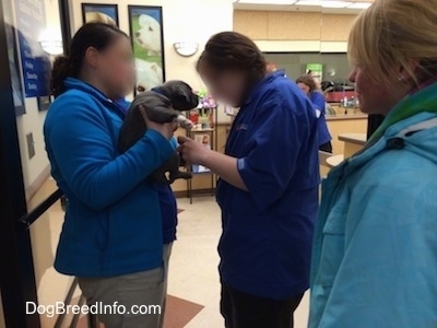 Two groomers are cutting the nails of a blue nose American Bully puppy. There is a blonde haired girl watching them.