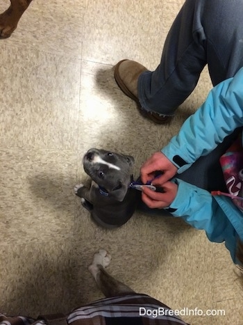 A tiny blue nose American Bully Pit puppy is sitting on a tiled floor in a pet store. There is a person putting a collar on the puppy.