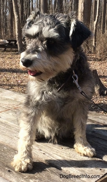 A black, gray and tan Miniature Schnauzer is sitting on top of a wooden table outside at a wooded park looking to the left with its tongue slightly out. 