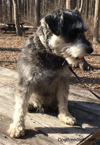 A black, gray and tan Miniature Schnauzer is sitting on top of a wooden table outside at a wooded park looking to the right with its tongue slightly out.