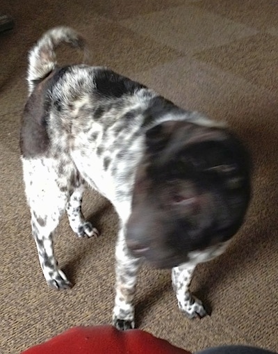 A white with brown Miniature Shar-Pei dog is standing on a tan carpet and looking to the left.