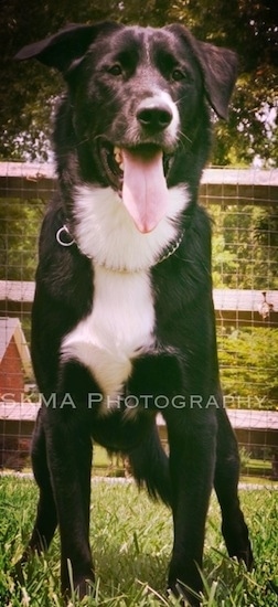 A black with white mixed breed dog wearing a choke chain collar is standing in grass with a wooden split-rail fence behind it. Its mouth is open and its tongue is out. The words - SKMA Photography - are overlayed