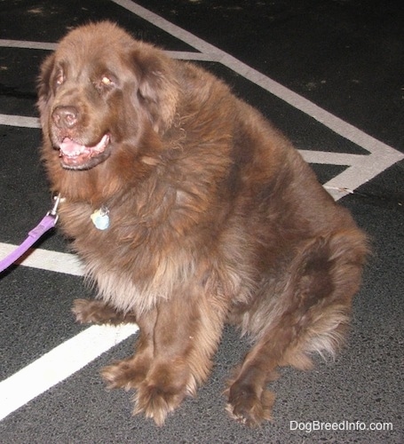 A large, brown Newfoundland dog is sitting in a parking lot looking to the left with its mouth open.