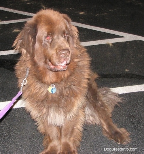 A long haired, large breed, chocolate Newfoundland dog is sitting in a parking lot and it is looking down and to the left. Its mouth is open.