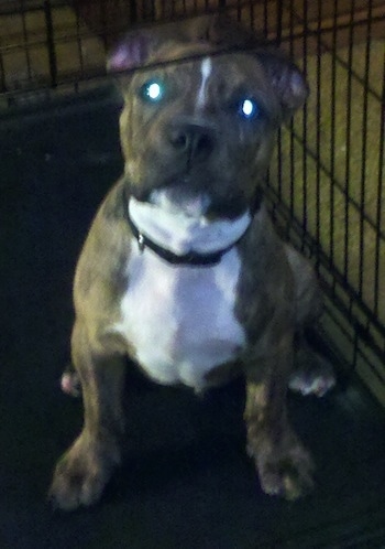 A wide-chested, brown brindle with a white chest Old Anglican Bulldogge puppy is sitting in a dog crate looking up. There is a green glow in its eyes from the camera.