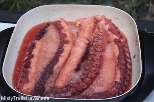 Close up - A bowl full of uncooked calamari.